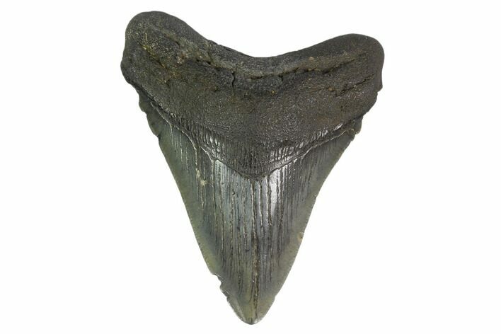 Fossil Megalodon Tooth - South Carolina #130807